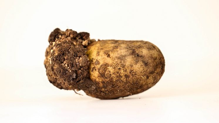 Potatiskräfta