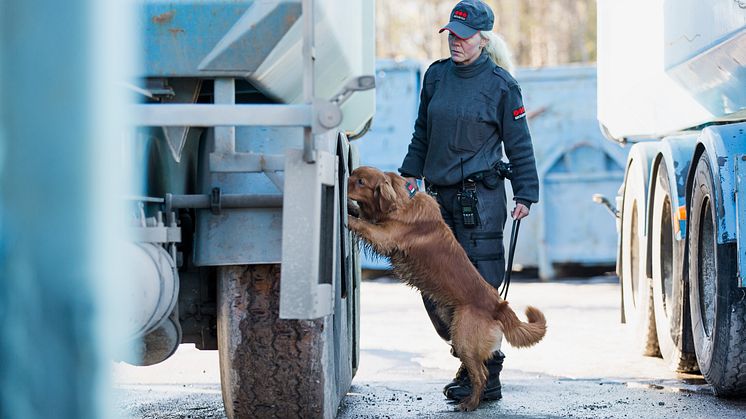 Förare och hund genomför ett sök efter narkotika eller sprängämnen.