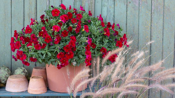 MINI NEO FIRESTORM - en eldig nyhet i blomstervärlden.