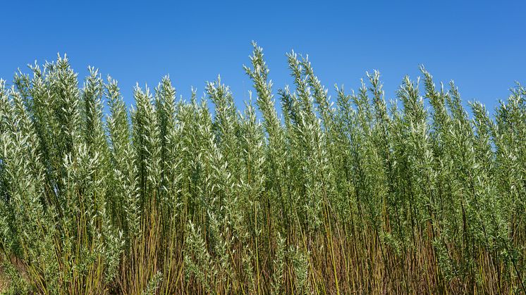 Salixodling, blå himmel.