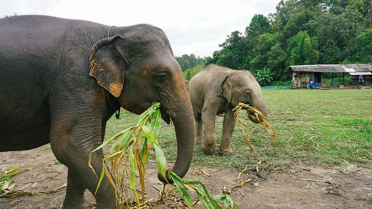 5 consejos para reservar vacaciones éticas con la fauna y flora salvaje