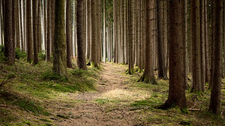Ny rapport med senaste statistiken för skogssektorn: Skog & Ekonomi från Danske Bank