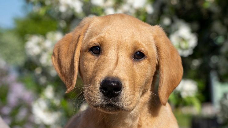 Labrador retriever är en vanligt förekommande hundras bland ledarhundar. Foto: Måns Engelbrektsson/SKK.