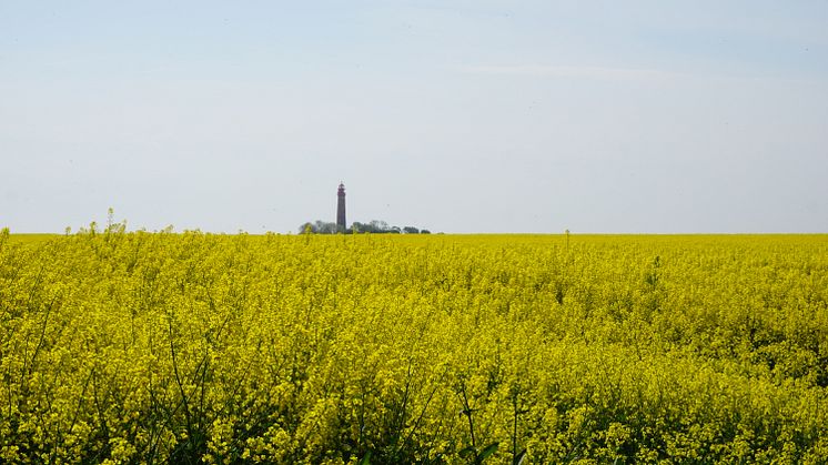 Zum Rapsblütenfest blühen inselweit die Rapsfelder auf Fehmarn © Tourismus-Service Fehmarn Kim Sophie Böckmann