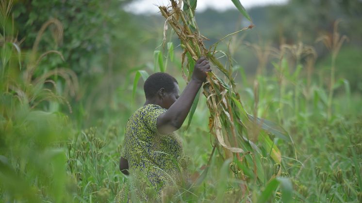 Ny rapport från The Hunger Project undersöker kvinnors markrättigheter i Uganda. Foto The Hunger Project