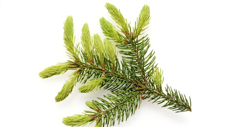 Ät inte din gamla julgran! En odlad gran är ofta hårt besprutad och kan bland annat innehålla PFAS som inte är nedbrytbart. 