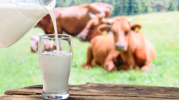 Sedan 2021 har invägningen av ekologisk mjölk minska med totalt 25 procent. Foto: Mostphotos