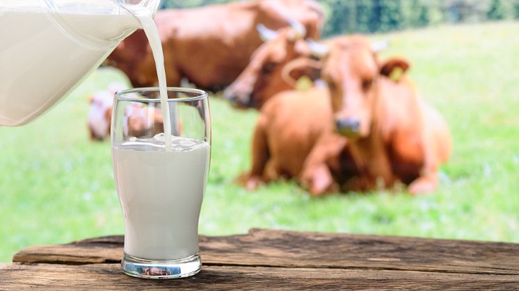 2 300 jordbruksföretag som är specialiserade på mjölkkor stod för drygt en fjärdedel, eller 18,8 miljarder av jordbrukets produktionsvärde 2023. Foto: Mostphotos.