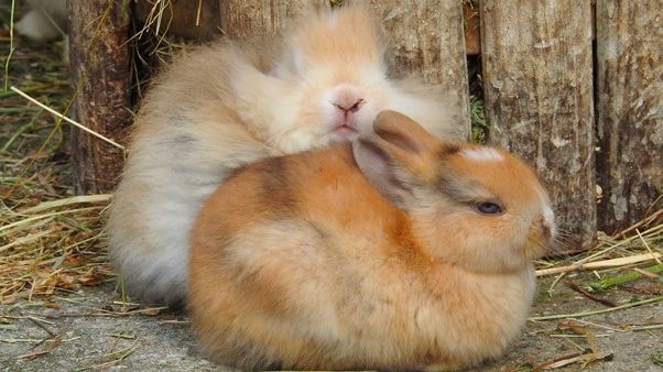 Domestic rabbits, showing morphological and coloration changes derived from domestication. Credit: Pedro Andrade