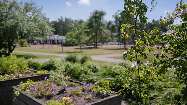 Nu startar näringsliv, akademi och kommun en gemensam satsning på biologisk mångfald och ekosystemtjänster. Foto: Göteborgs Stad