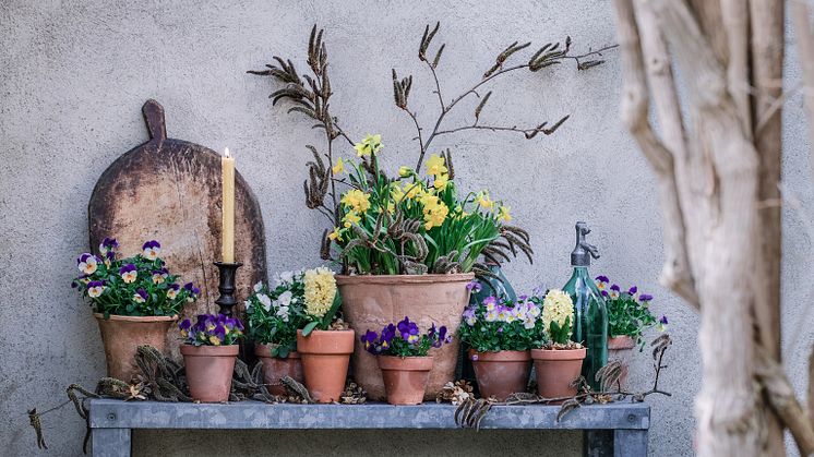 Narcisser och vårhycinter tillsammans med andra tidiga vårblommor. Foto: Åsa Myrberg