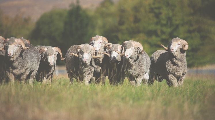 ZQRX Merino sheep grazing healthy green pastures_red.jpg