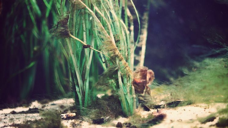 algras-i-akvarium--maja-kristin-nylander.jpg