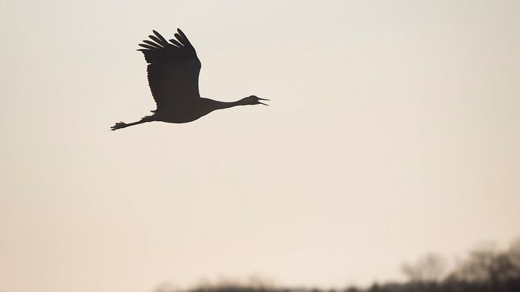 Efterlängtat vårtecken! Från den första tranans ankomst dröjer det dock några veckor innan de större flockarna börjar anlända. Foto: Josefin Nilsson, Länsstyrelsen Västra Götaland.