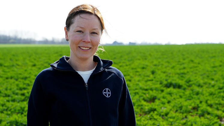 Bayer lanserar tillväxtreglering i raps