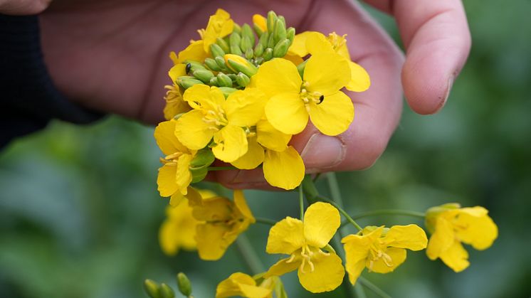 Rapsbaggar i Exavance. Foto: Bayer