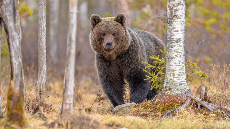 Det är halvtid i björnspillningsinventeringen och redan nu kan länsstyrelsen konstatera ett nytt rekord i antalet insamlade prover.