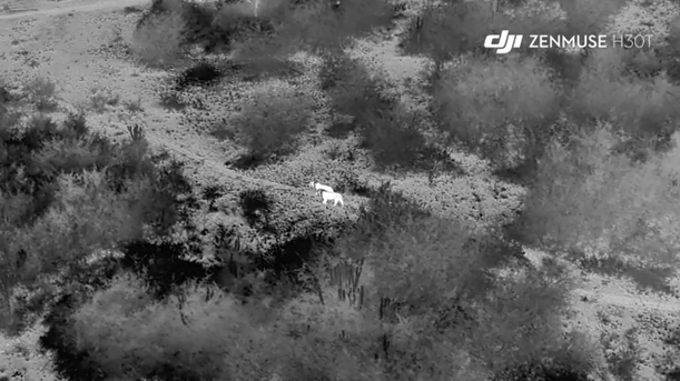 Drones Revolutionize African Lion Conservation in Uganda: A New Era of Wildlife Research 
