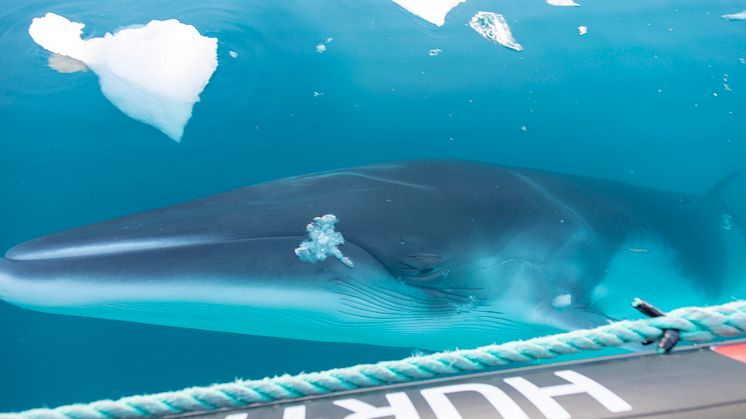 Neko Harbour 2, Antarctica, Photo Genna Roland.JPG