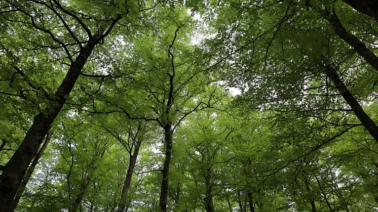 Den 25-25 september är det dags för årets upplaga av Digital skog i Växjö