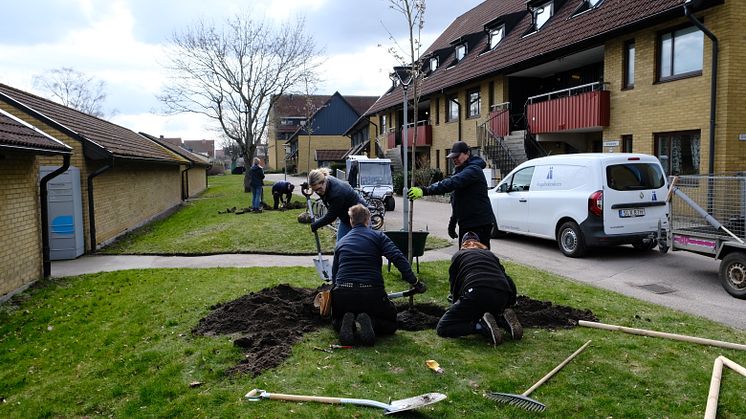 Plantering av några av de första träden som planterades, på Ängelholmshems bostadsområde Papegojan.