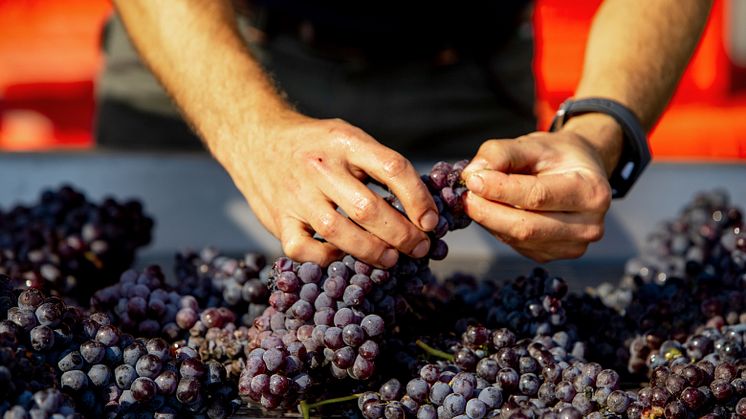 Nebbiolo 