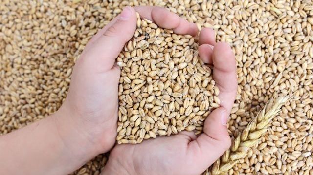 I december 2024 fanns enligt jordbrukarnas egna prognos knappt 2 miljoner ton spannmål i lager. Det är nästan 0,5 miljoner ton mer än vid samma tidpunkt 2023. Foto: Shutterstock