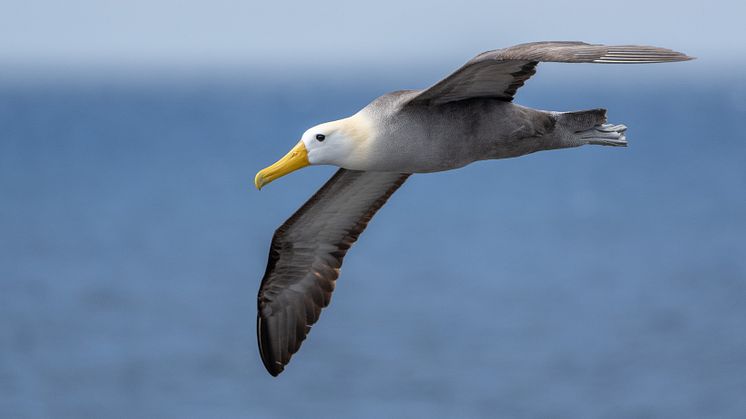 Galapagos_HGR_159624_Photo_John_Chardine.jpg