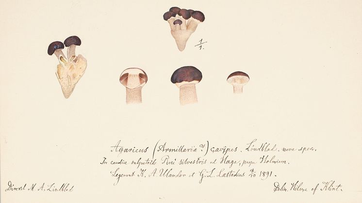 Sju okända vetenskapliga illustrationer av HIlma af Klint har hittats på Naturhistoriska riksmuseet.