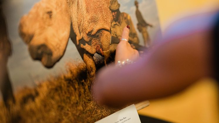 "Rhino Wars" av Brent Stirton