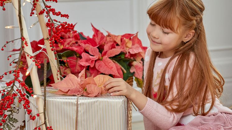 Julstjärnor sprider glädje till alla julfirare såväl unga som gamla! Foto: Blomsterfrämjandet/Stars for Europe