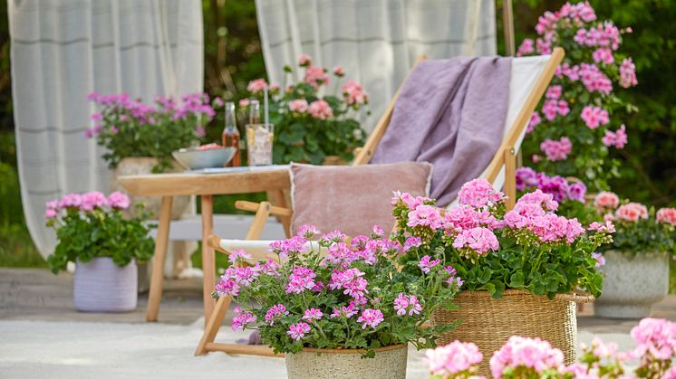 Pelargoner - ett bra val i sommarkrukan. Foto: Pelargonium for Europe