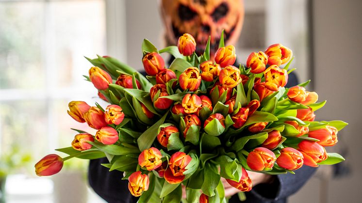 Svenska tulpaner passar utmärkt till Halloweenfirandet! Foto: Christina Uhlin