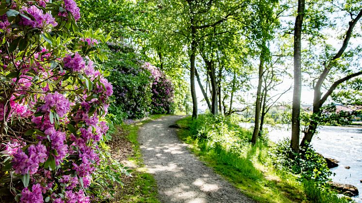 Doktorspromenaden är ett populärt promenadstråk i Falkenbergs kommun.