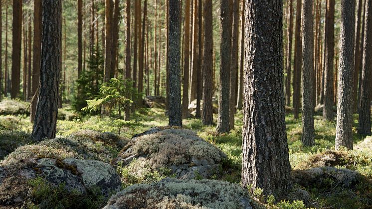Norra Skog: “Revidera LULUCF-förordningen”