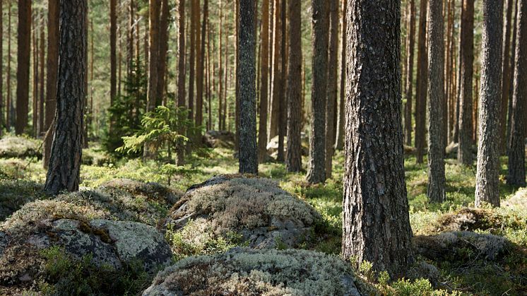 Norra Skog i toppmöte med Frankrike