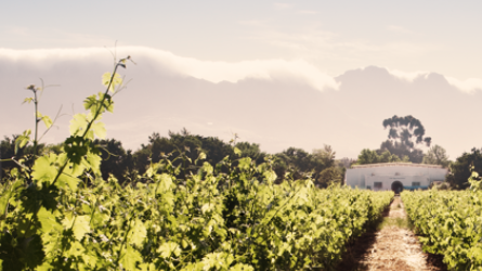 Nederburg Winemasters Grenache - Nyhet i Systembolagets fasta sortiment!