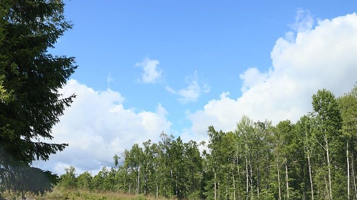 Björkskog i sommartid.
