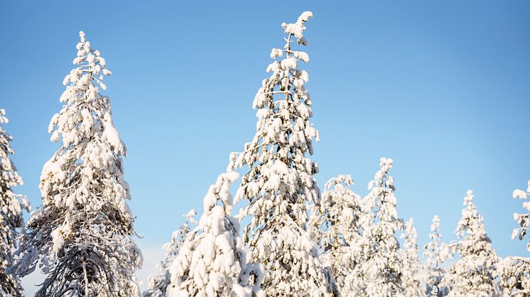 Norra Skog har löpande under ett antal år stärkt sitt affärserbjudande till medlemmarna, framför allt genom förstärkningar av ett premiepaket som bygger på skogsbilvägars tillgänglighet, miljöcertifiering, medlemskap och total virkesvolym över en län