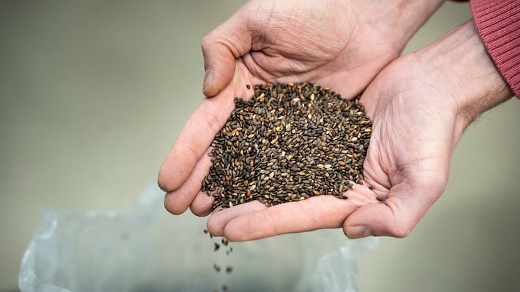 Varje planta räknas – Norra Skog satsar på nästa generation fröodling
