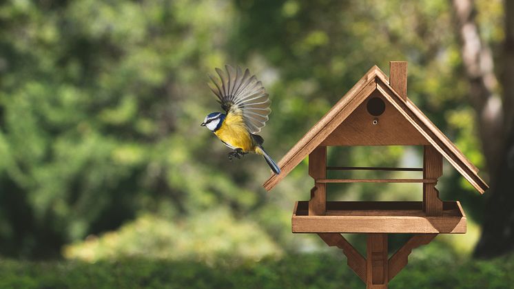 Wildvogelfütterung ist nicht nur im Winter sinnvoll - viele Arten benötigen auch in den anderen Jahreszeiten Unterstützung.