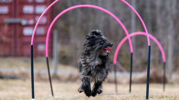 Berger des pyrénées-tiken Vynn springer genom bågar, hoops. Foto: SwippE’s Foto - David Ahlin Adamsson.