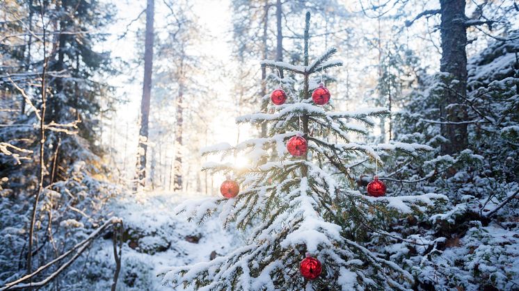New research shows that conifers have special strategies to survive the harsh winters in the north. Photo: Johnér Bildbyrå AB