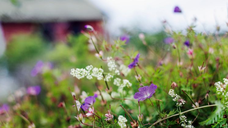 Gör dig redo för midsommartrafiken