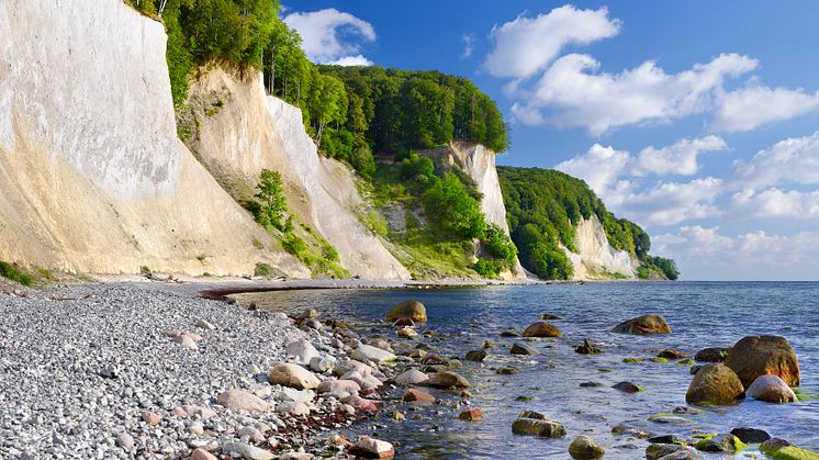 Rügen: Kreidefelsen im Natinalpark Jasmund © DZT/Francesco Carovillano