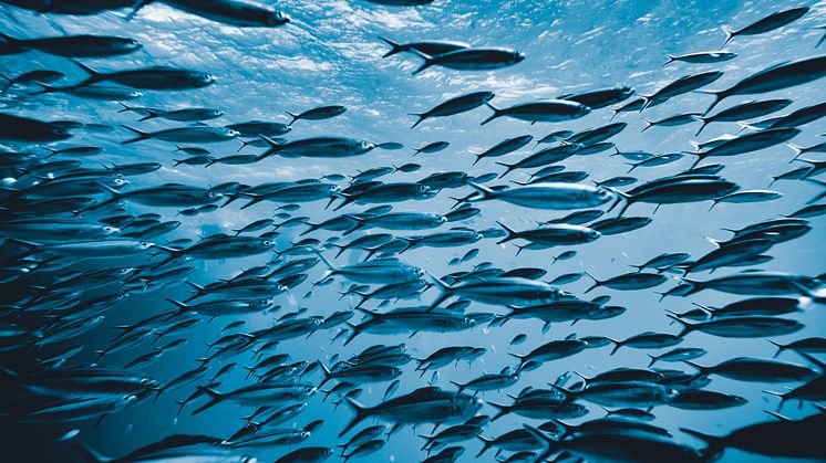 MSC ökar sina medel för att hjälpa till att stoppa överfiske och att förverkliga fördelarna med hållbart fiske 