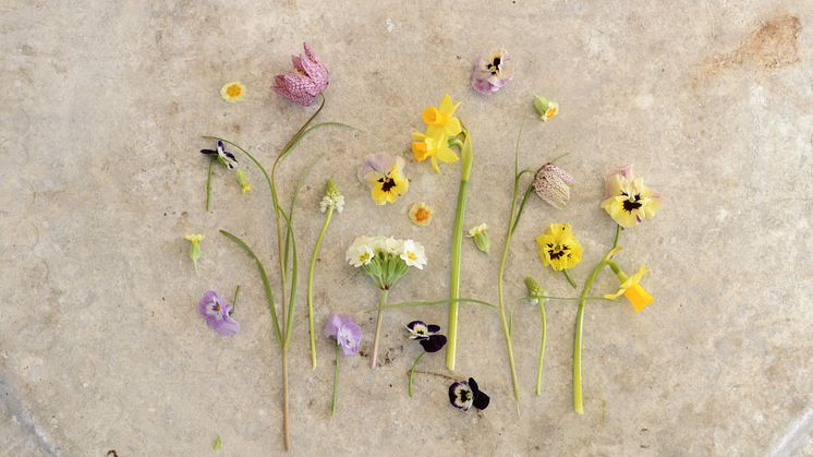 Fira in påsken med svenska vårblommor!   Foto: Blomsterfrämjandet/Ulrika Grönlund