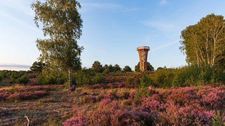 Aussichtsturm in der Kyritz-Ruppiner Heide in der Prignitz, TMB-Fotoarchiv / Steffen Lehmann