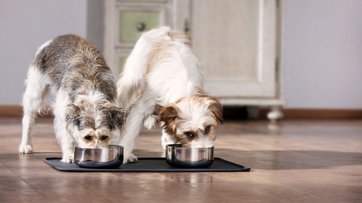 Eine gute Ernährung ist wichtig für Gesundheit und Wohlbefinden des Hundes