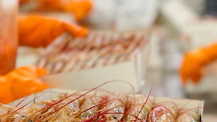 Argentisk rödräka nu MSC-certifierad